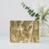 Marsh Wren Briefkaart (Staand voorkant)