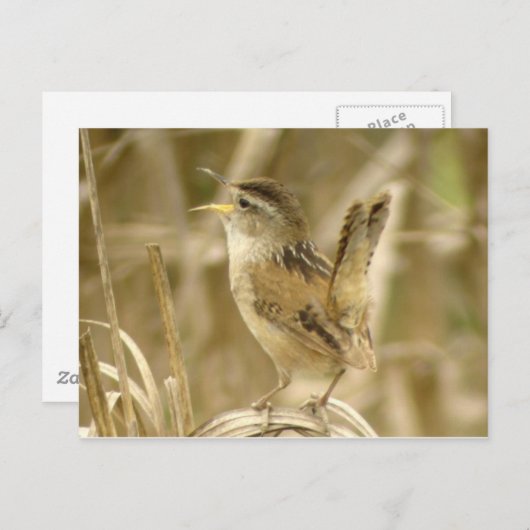 Marsh Wren Briefkaart (Voorkant / Achterkant)