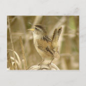 Marsh Wren Briefkaart (Voorkant)