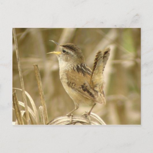 Marsh Wren Briefkaart (Voorkant)
