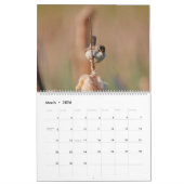 Marsh Wren Kalender (Mar 2026)
