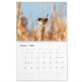 Marsh Wren Kalender (Feb 2026)