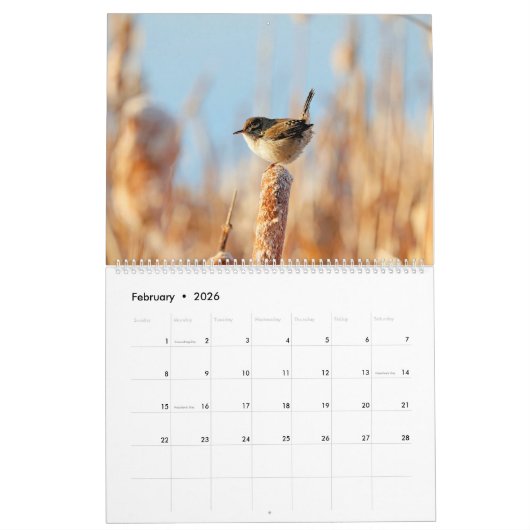Marsh Wren Kalender (Feb 2026)