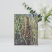 Marsh Wren Nest in Cattails Briefkaart (Staand voorkant)