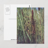 Marsh Wren Nest in Cattails Briefkaart (Voorkant / Achterkant)