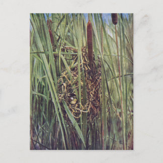 Marsh Wren Nest in Cattails Briefkaart