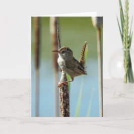 Marsh Wren Notecard Kaart