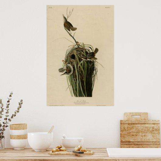 Marsh Wren Poster (Keuken)