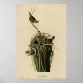 Marsh Wren Poster (Voorkant)
