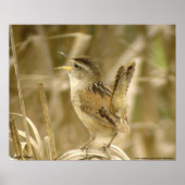 Marsh Wren Poster (Voorkant)