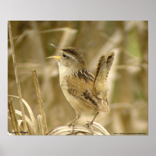 Marsh Wren Poster (Voorkant)
