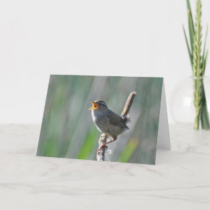 Marsh Wren Singing Loud - Frameable Art Kaart