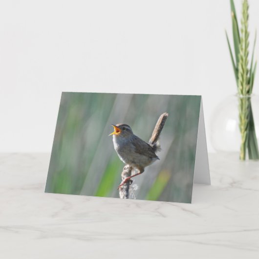 Marsh Wren Singing Loud - Frameable Art Kaart (Voorkant)