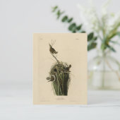 Marsh Wren uit Audubon's Birds of America Briefkaart (Staand voorkant)