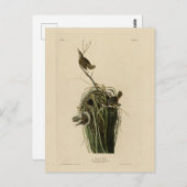 Marsh Wren uit Audubon's Birds of America Briefkaart (Voorkant / Achterkant)