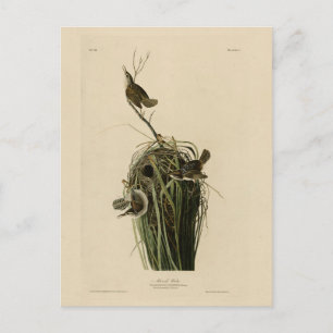 Marsh Wren uit Audubon's Birds of America Briefkaart