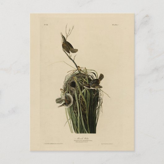 Marsh Wren uit Audubon's Birds of America Briefkaart (Voorkant)