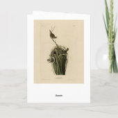 Marsh Wren uit Audubon's Birds of America Kaart (Achterkant)