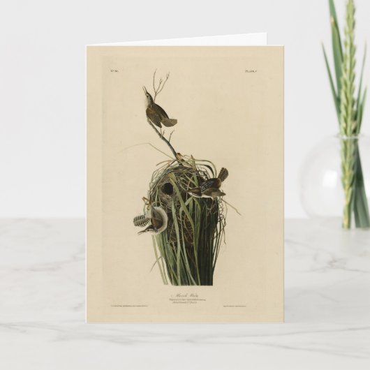 Marsh Wren uit Audubon's Birds of America Kaart (Voorkant)