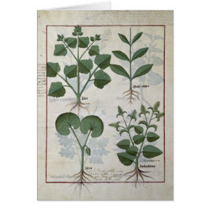 Marshmallow & Hastula Regia Asarabacca &