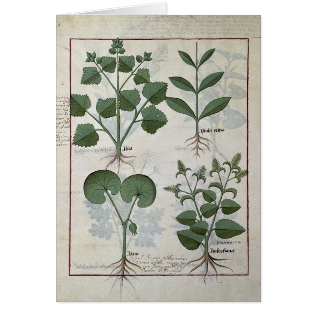 Marshmallow & Hastula Regia Asarabacca & (Voorkant)