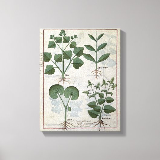 Marshmallow & Hastula Regia Asarabacca & Canvas Afdruk (Voorkant)