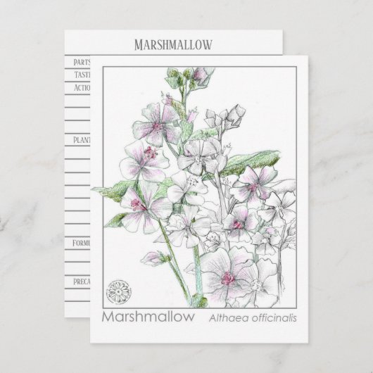 Marshmallow Materia Medica Herbal Study Kaart (Voorkant / Achterkant)