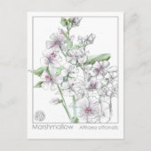 Marshmallow Materia Medica Herbal Study Kaart (Voorkant)
