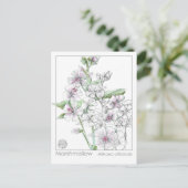 Marshmallow Materia Medica Herbal Study Kaart (Staand voorkant)