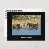 Marshy Tacky Ponies-Briefkaart Briefkaart (Voorkant / Achterkant)