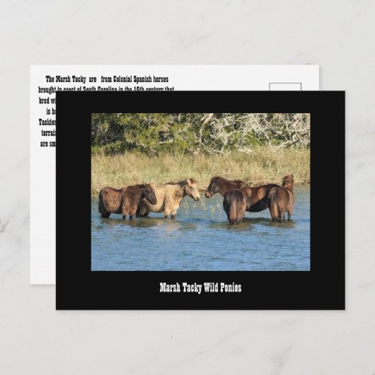 Marshy Tacky Ponies-Briefkaart Briefkaart (Voorkant / Achterkant)