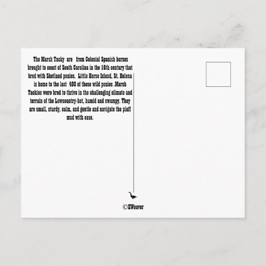 Marshy Tacky Ponies-Briefkaart Briefkaart (Achterkant)