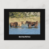 Marshy Tacky Ponies-Briefkaart Briefkaart (Voorkant)