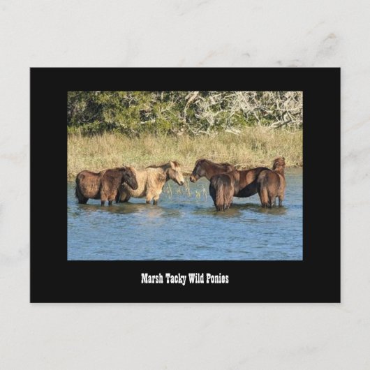 Marshy Tacky Ponies-Briefkaart Briefkaart (Voorkant)