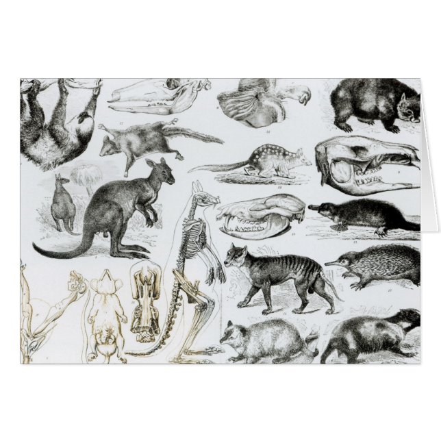 Marsupialia, Monetremata, Edentata (Voorkant Horizontaal)