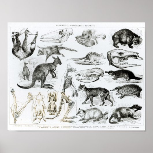 Marsupialia, Monetremata, Edentata Poster (Voorkant)