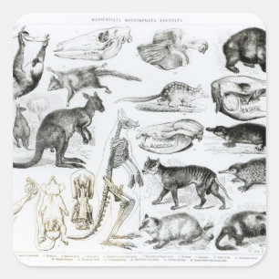 Marsupialia, Monetremata, Edentata Vierkante Sticker