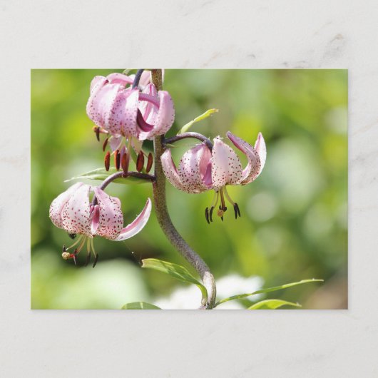 Martagon of Turks pet in de Alpen Briefkaart (Voorkant)