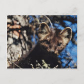Marter in Nette Boom Briefkaart (Voorkant)