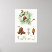 Martime-pijnboom (Pinus maritima) Canvas Afdruk (Voorkant)