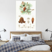 Martime-pijnboom (Pinus maritima) Canvas Afdruk (Insitu (Slaapkamer))