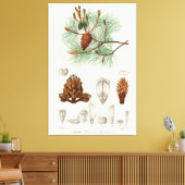 Martime-pijnboom (Pinus maritima) Canvas Afdruk (Insitu (Woonkamer))