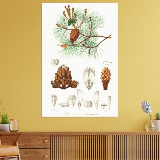 Martime-pijnboom (Pinus maritima) Canvas Afdruk (Insitu (Woonkamer))