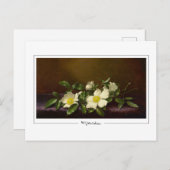 Martin Johnson Heade #52 - Fine Art Briefkaart (Voorkant / Achterkant)