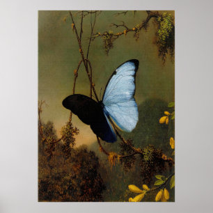 Martin Johnson Heade - Blue Morpho Butterfly Poster