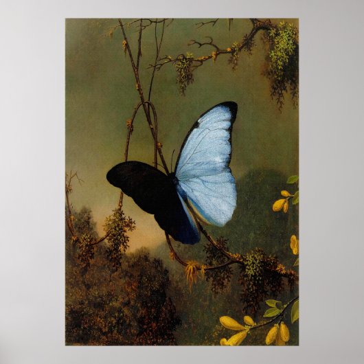 Martin Johnson Heade - Blue Morpho Butterfly Poster (Voorkant)
