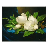 Martin Johnson Heade - Giant Magnolias