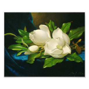 Martin Johnson Heade - Giant Magnolias Foto Afdruk