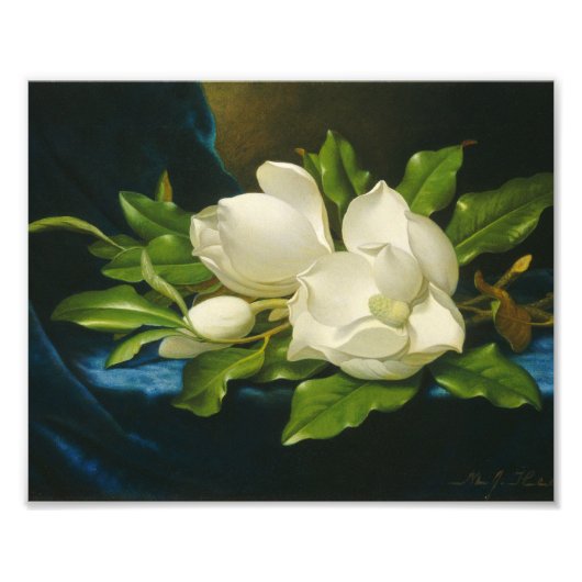 Martin Johnson Heade - Giant Magnolias Foto Afdruk (Voorkant)