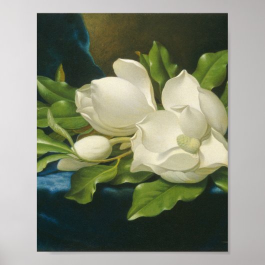 Martin Johnson Heade - Giant Magnolias Poster (Voorkant)
